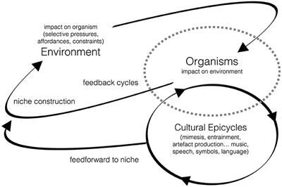 Evolutionary Musicology Meets Embodied Cognition: Biocultural Coevolution and the Enactive Origins of Human Musicality